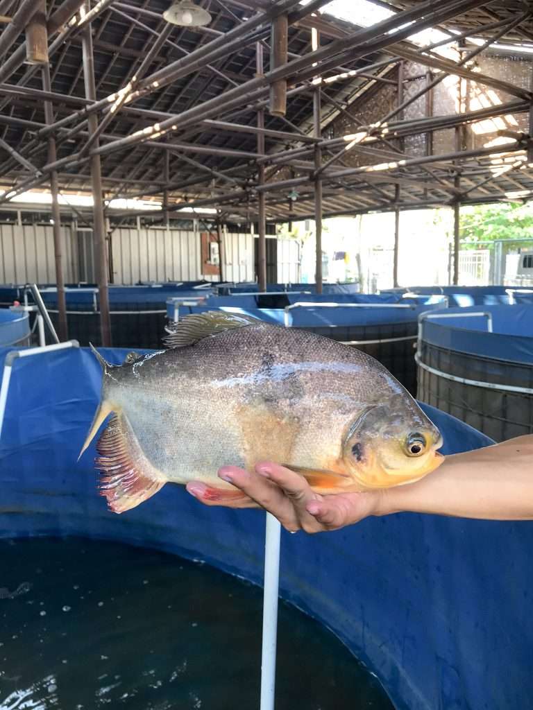 Ikan yang berada di fasilitas Budidaya Bioflok