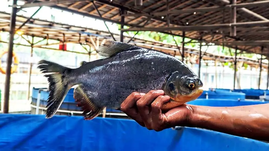 Ciri-ciri ikan Bawal di PKJ