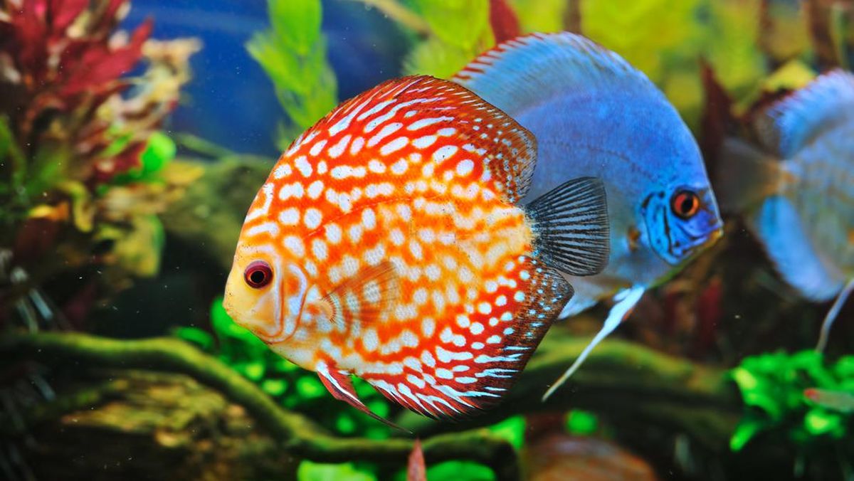 5 Manfaat Akuarium Ikan Hias yang Perlu Anda Ketahui