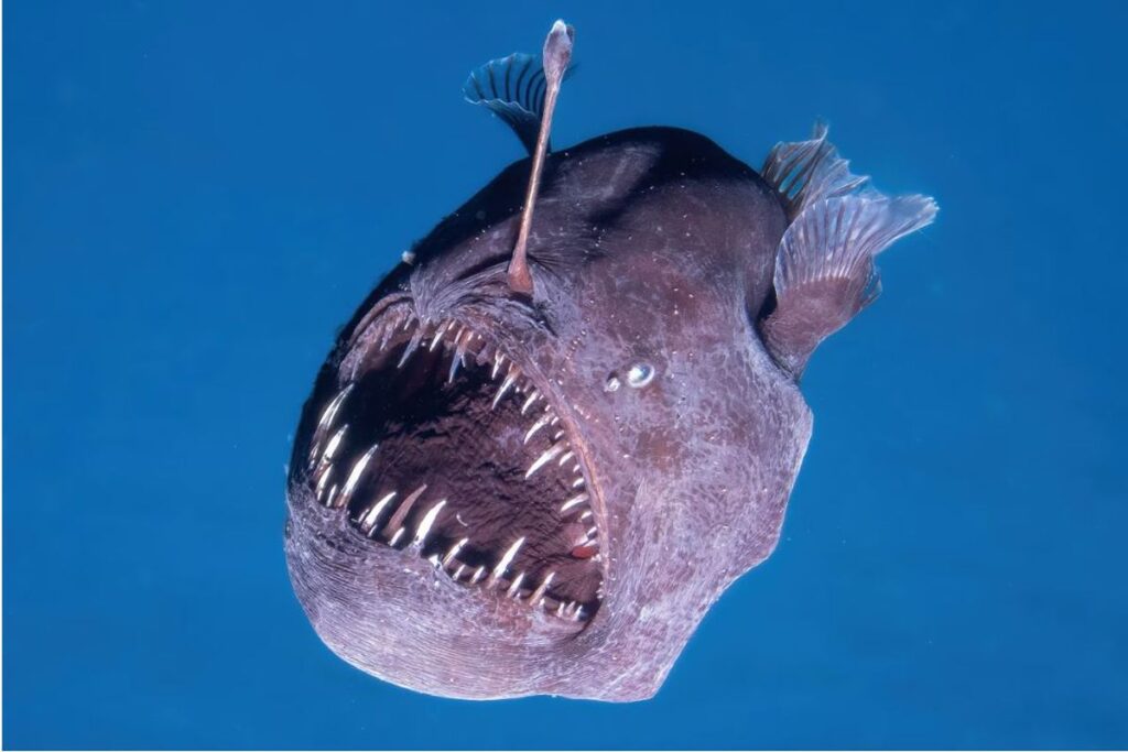 Bibit Ikan Anglerfish