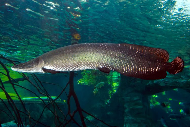 Bibit Ikan Arapaima