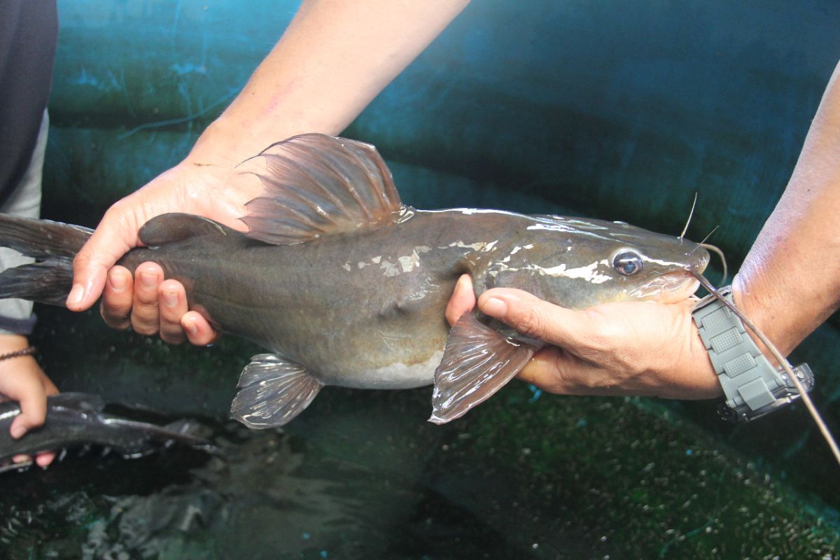 5 Teknik Cara Merawat Bibit Ikan Baung Agar Cepat Panen