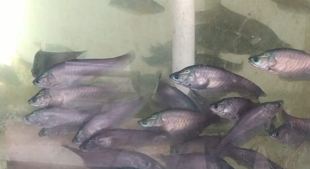 Bibit Ikan Belida