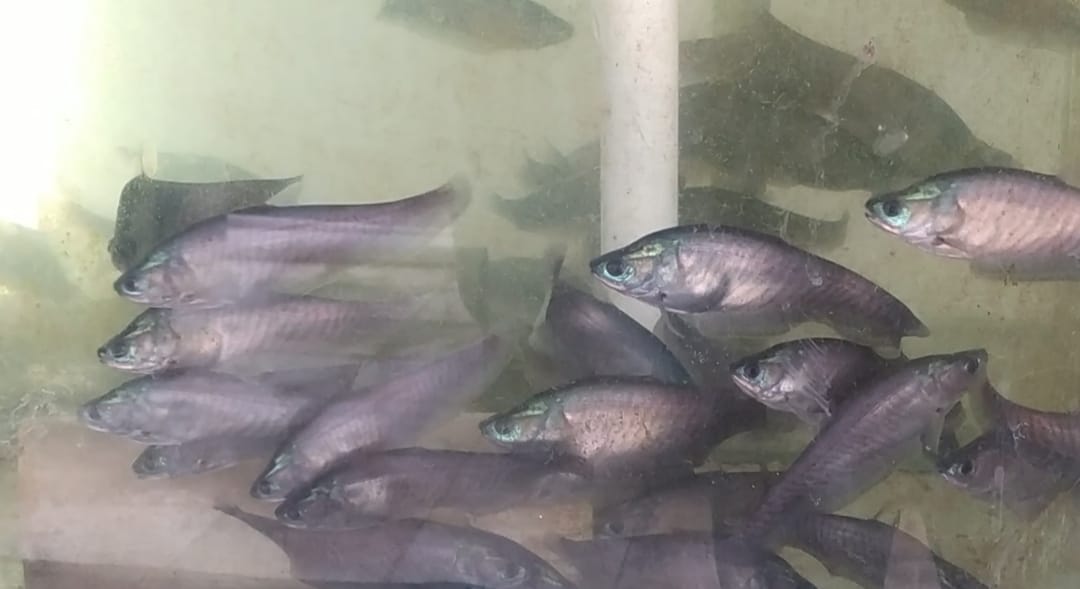 5 Teknik Cara Merawat Bibit Ikan Belida Agar Cepat Panen