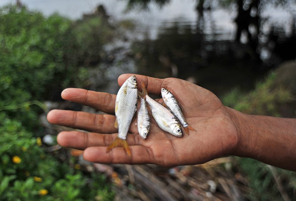 Bibit Ikan Bilis