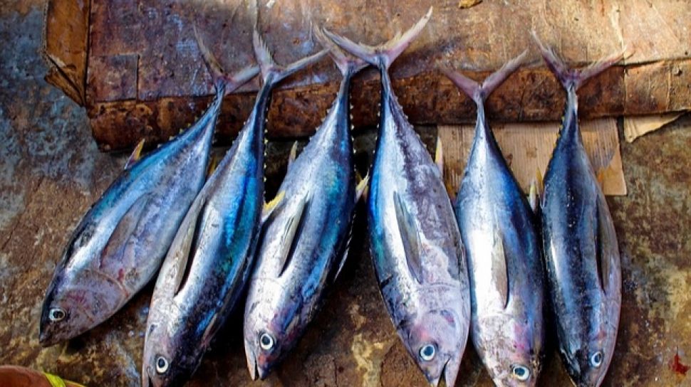 Bibit Ikan Cakalang
