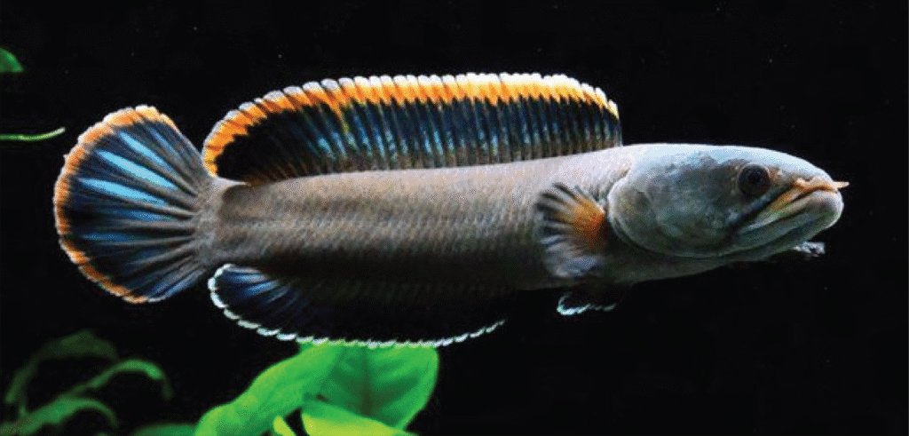 Bibit Ikan Cana