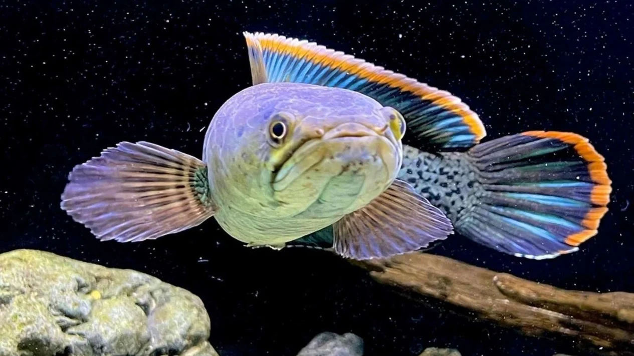 5 Teknik Cara Merawat Bibit Ikan Channa Agar Cepat Panen