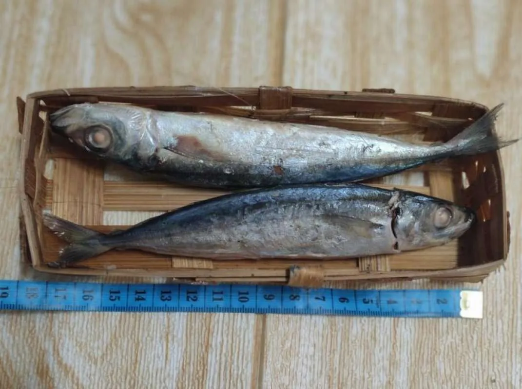 5 Teknik Cara Merawat Bibit Ikan Cue Agar Cepat Panen