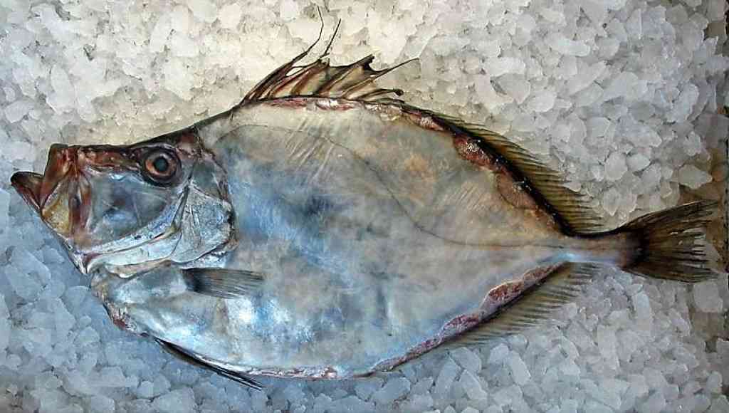 Bibit Ikan Dori