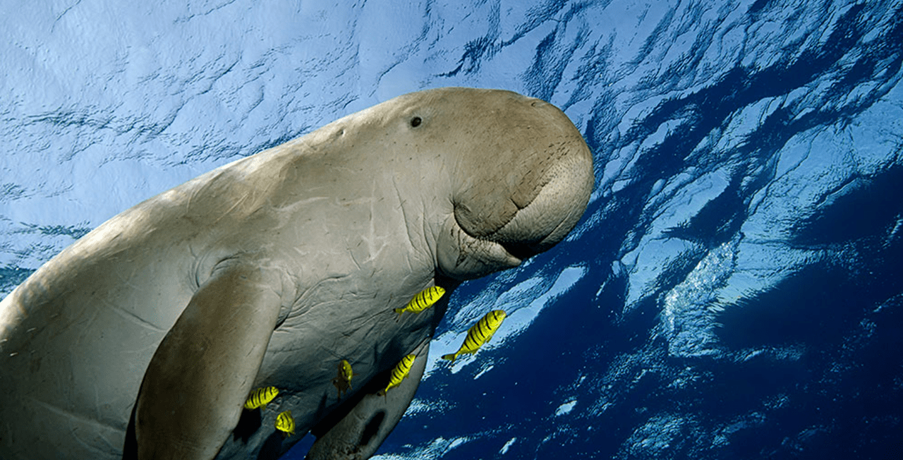 5 Teknik Cara Merawat Bibit Ikan Dugong Agar Cepat Panen