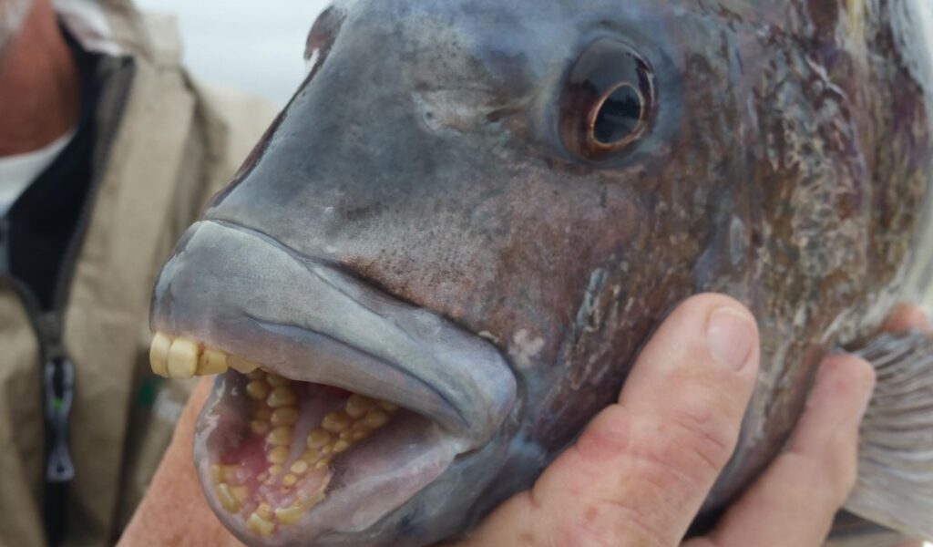 Bibit Ikan Etong