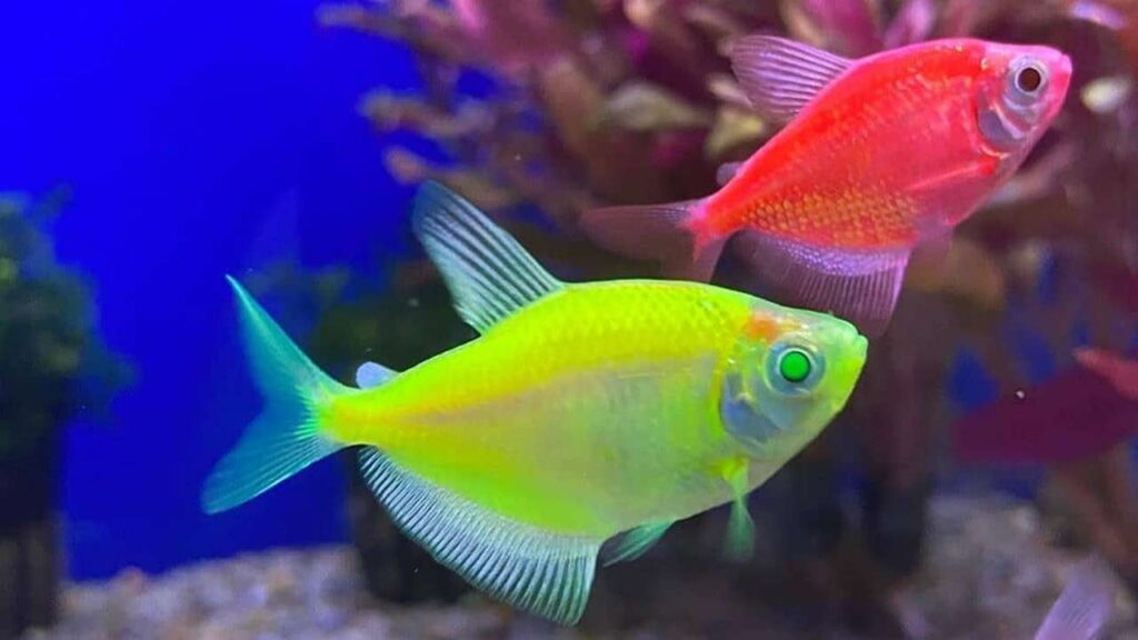Bibit Ikan Glofish