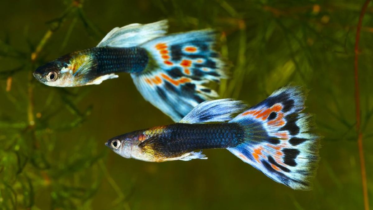 5 Teknik Cara Merawat Bibit Ikan Guppy Agar Cepat Panen