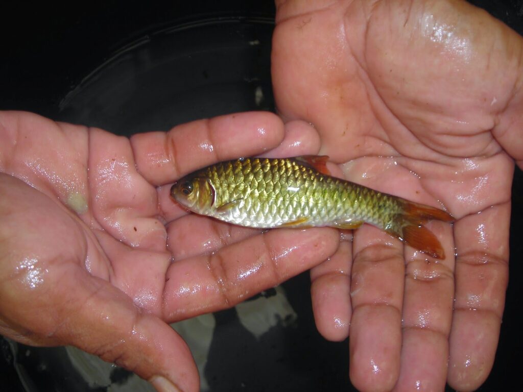 Bibit Ikan Hampala