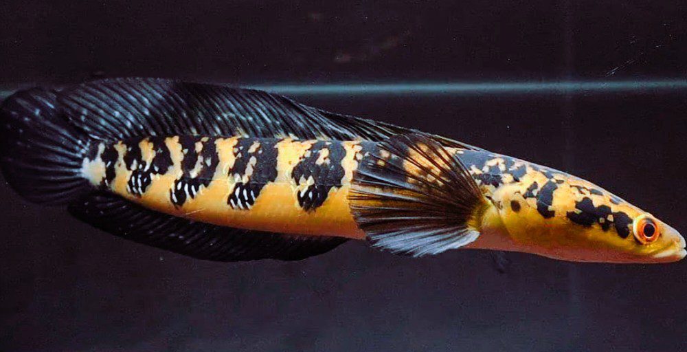 Bibit Ikan Jambal