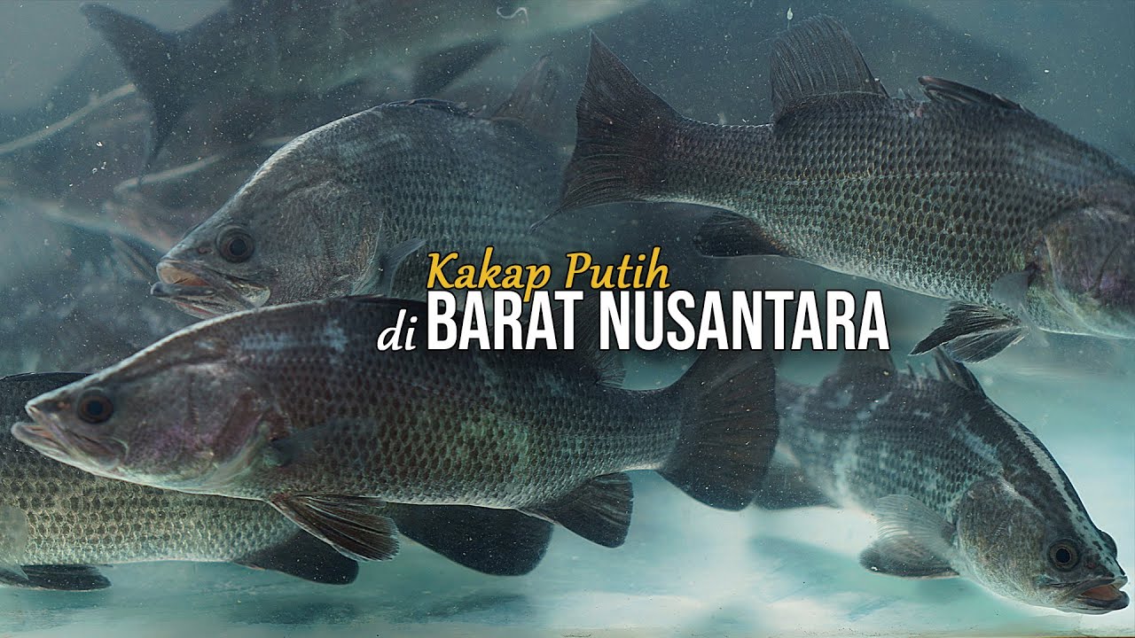 5 Teknik Cara Merawat Bibit Ikan Kakap Agar Cepat Panen