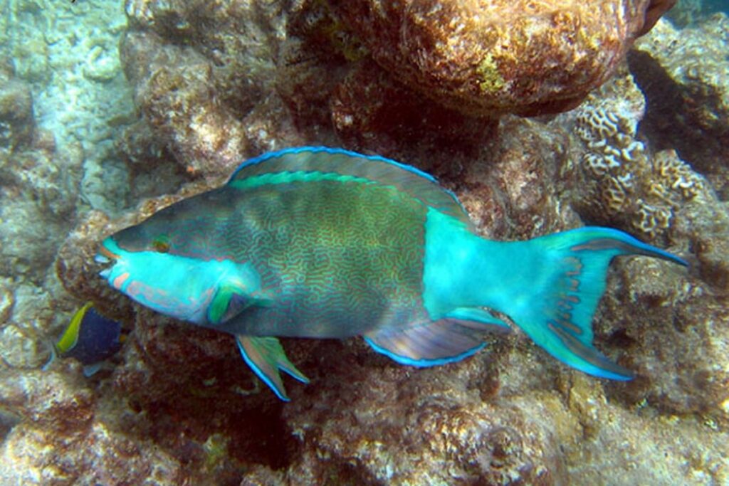 Bibit Ikan Kakatua