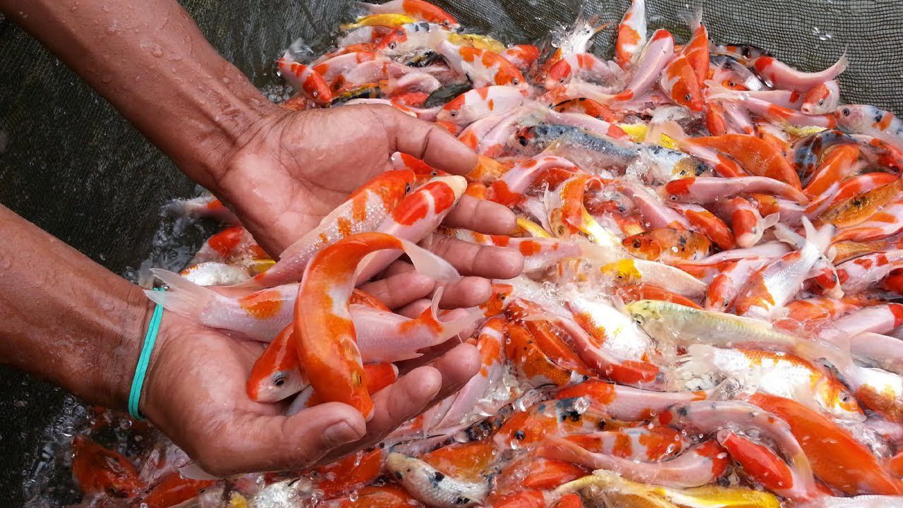 5 Teknik Cara Merawat Bibit Ikan Koi Agar Cepat Panen