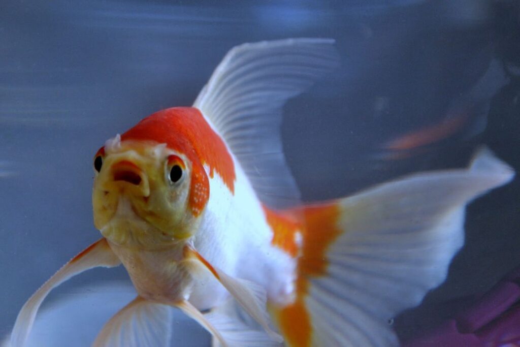 Bibit Ikan Komet