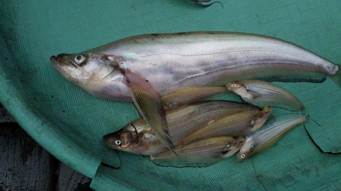 Bibit Ikan Lais