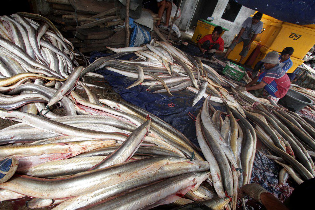5 Teknik Cara Merawat Bibit Ikan Layur Agar Cepat Panen