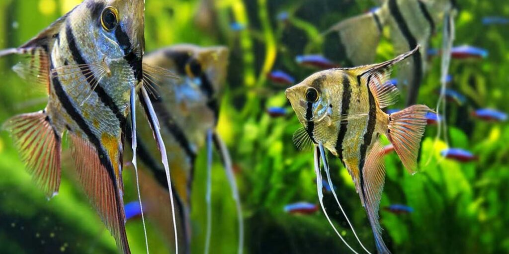 Bibit Ikan Manfish