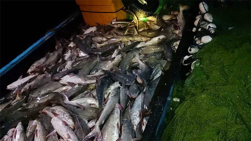 Bibit Ikan Manyung