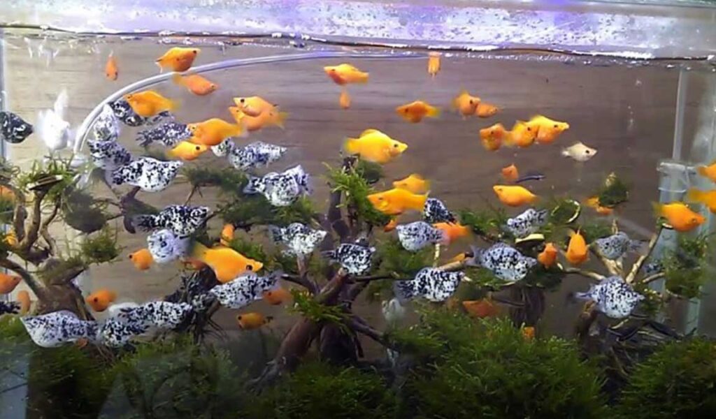 Bibit Ikan Molly