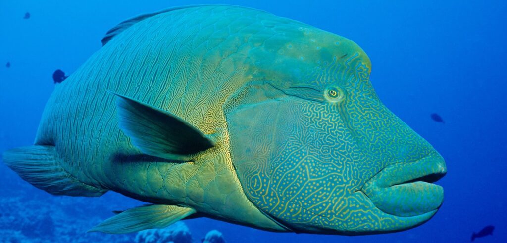 Bibit Ikan Napoleon