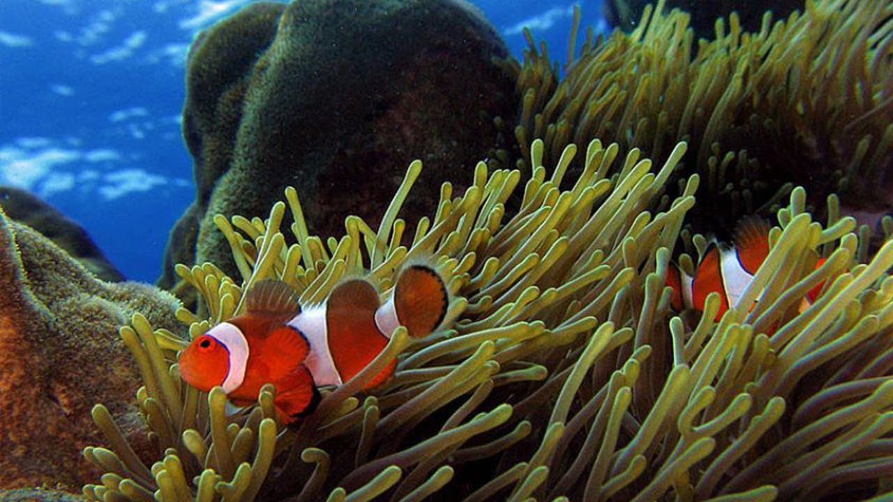 5 Teknik Cara Merawat Bibit Ikan Nemo Agar Cepat Panen