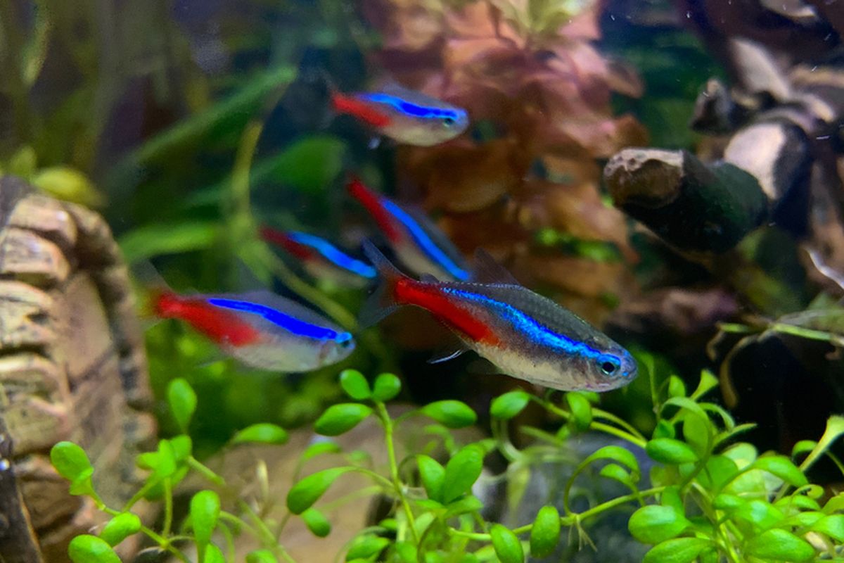 5 Teknik Cara Merawat Bibit Ikan Neon Agar Cepat Panen