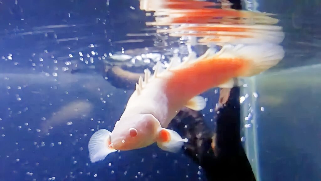 Bibit Ikan Palmas