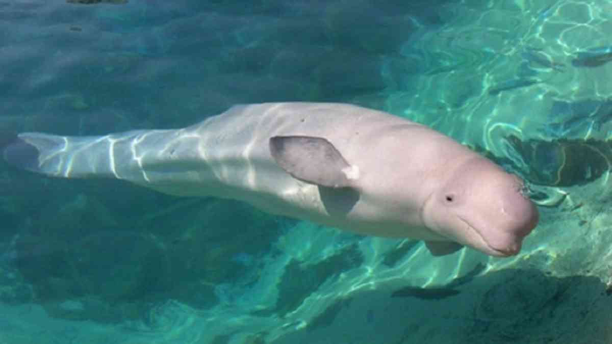 5 Teknik Cara Merawat Bibit Ikan Pesut Agar Cepat Panen