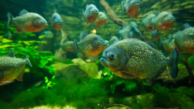 Bibit Ikan Piranha