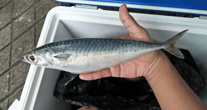 Bibit Ikan Salem