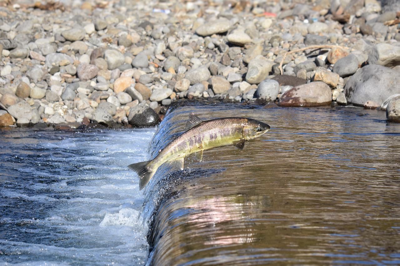 5 Teknik Cara Merawat Bibit Ikan Salmon Agar Cepat Panen