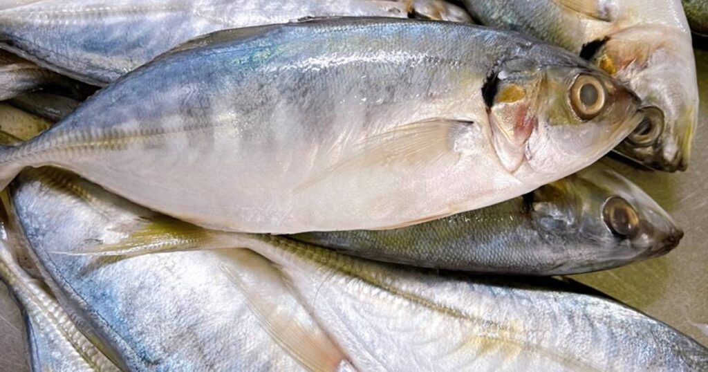 Bibit Ikan Selar