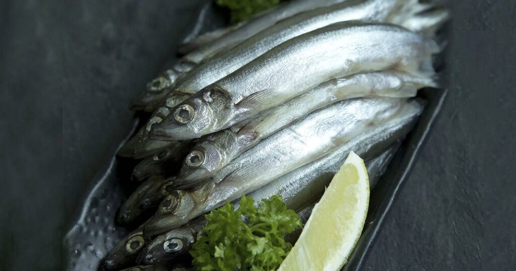 Bibit Ikan Shisamo