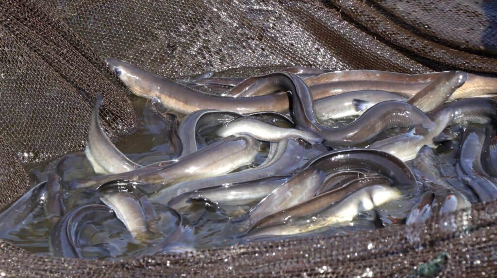 Bibit Ikan Sidat
