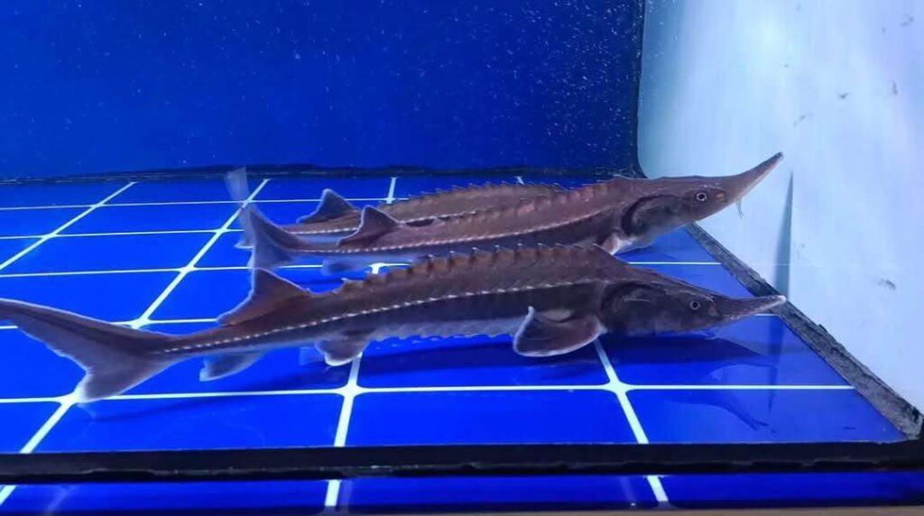 Bibit Ikan Sturgeon