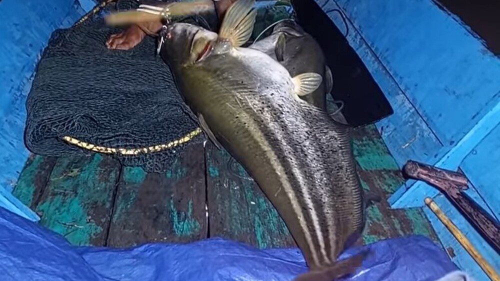 Bibit Ikan Tapah