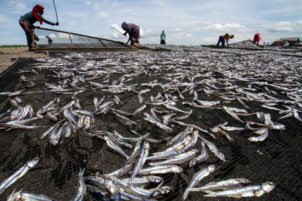 Bibit Ikan Teri
