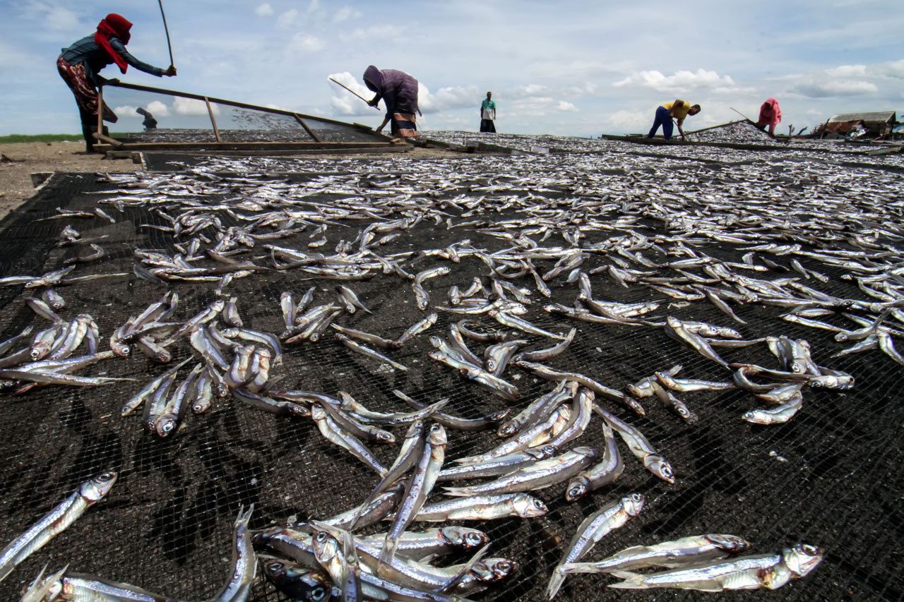 5 Teknik Cara Merawat Bibit Ikan Teri Agar Cepat Panen