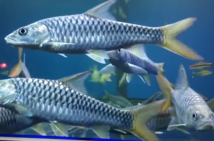 Bibit Ikan Tombro