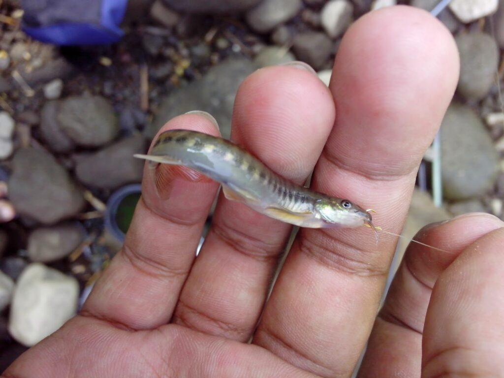 Bibit Ikan Uceng