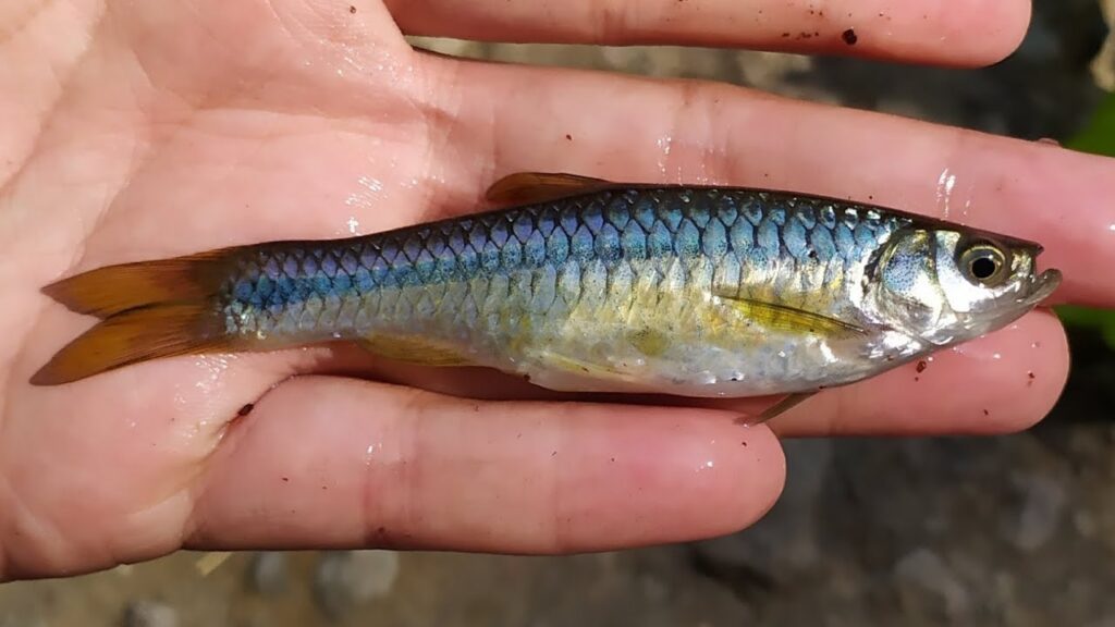 Bibit Ikan Wader