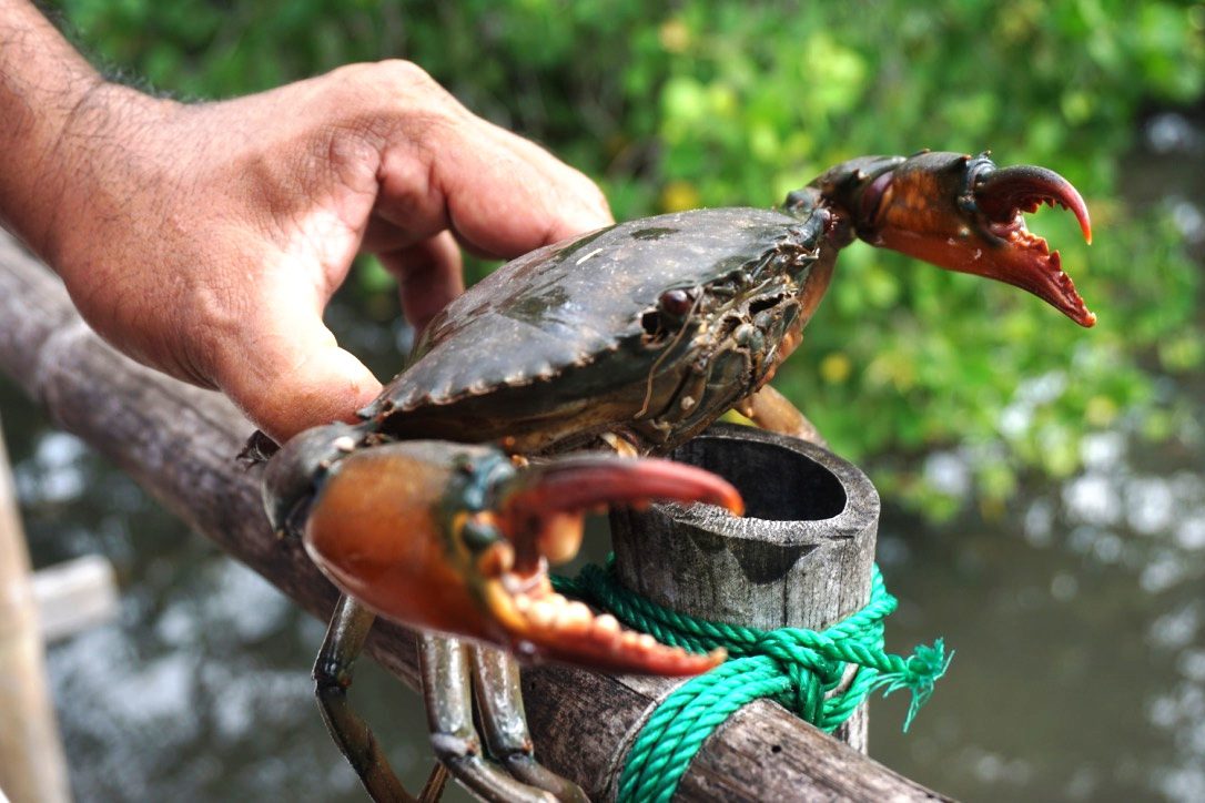 5 Teknik Cara Merawat Bibit Kepiting Agar Cepat Panen