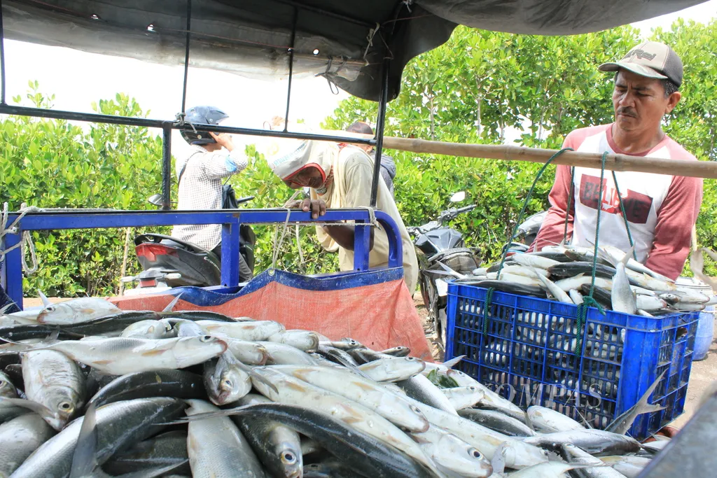 Budidaya Ikan Bandeng