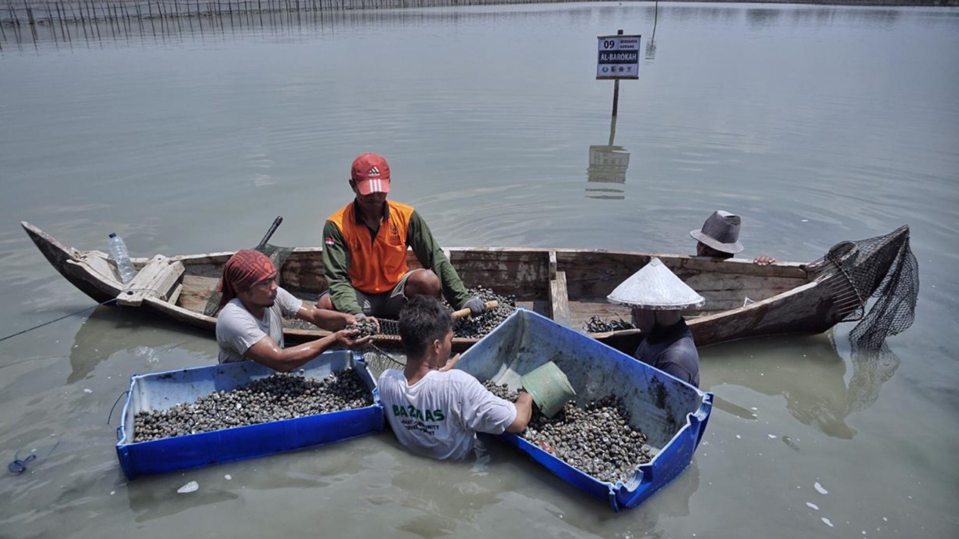 Inilah 5 Teknik Mengolah Bisnis Budidaya Kerang Dara